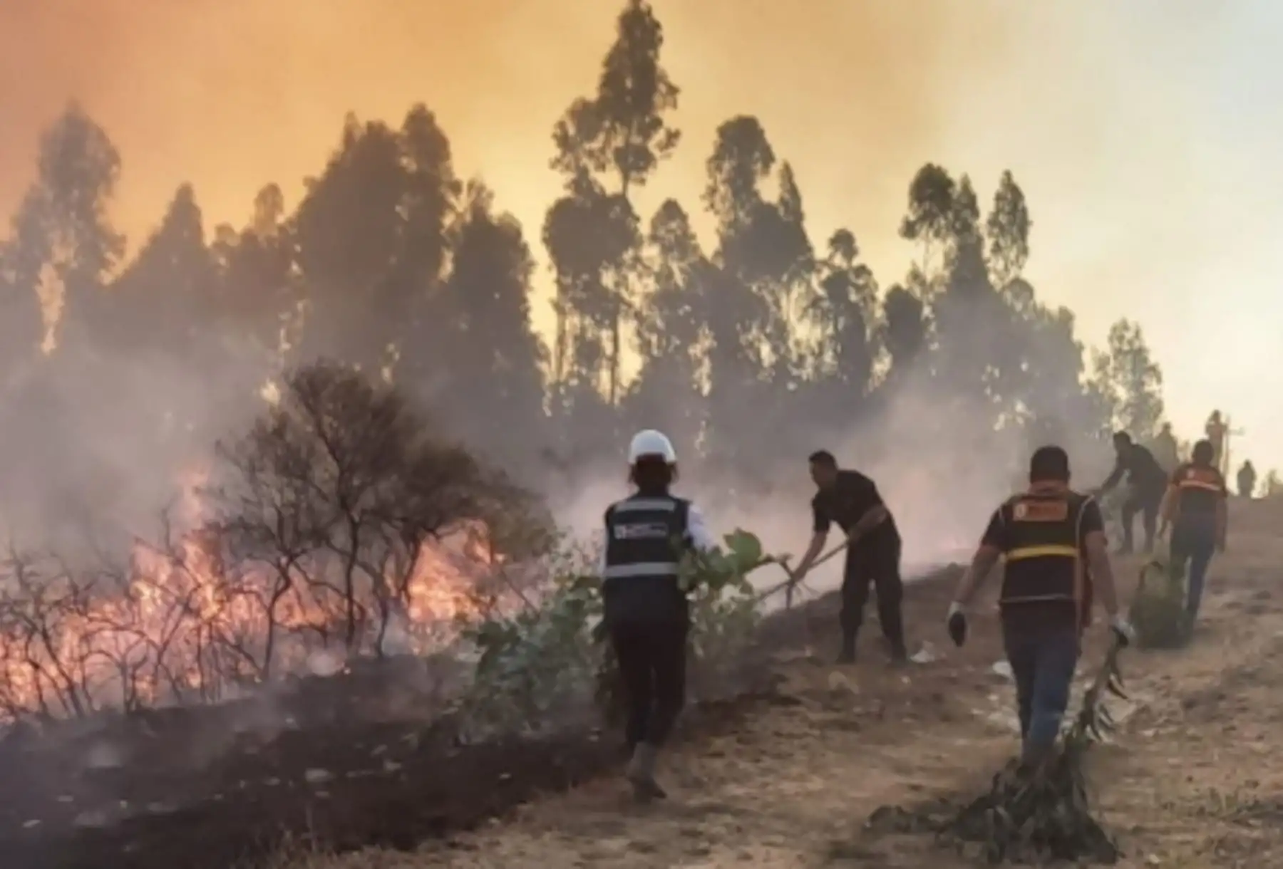 Los incendios forestales provocan la pérdida de nuestros bosques y de diferentes tipos de vegetación, así como la muerte de animales domésticos y silvestres. En el 98 % de los casos son ocasionados por el ser humano, luego de quemar los rastrojos o restos de sus cosechas y perder el control del fuego.