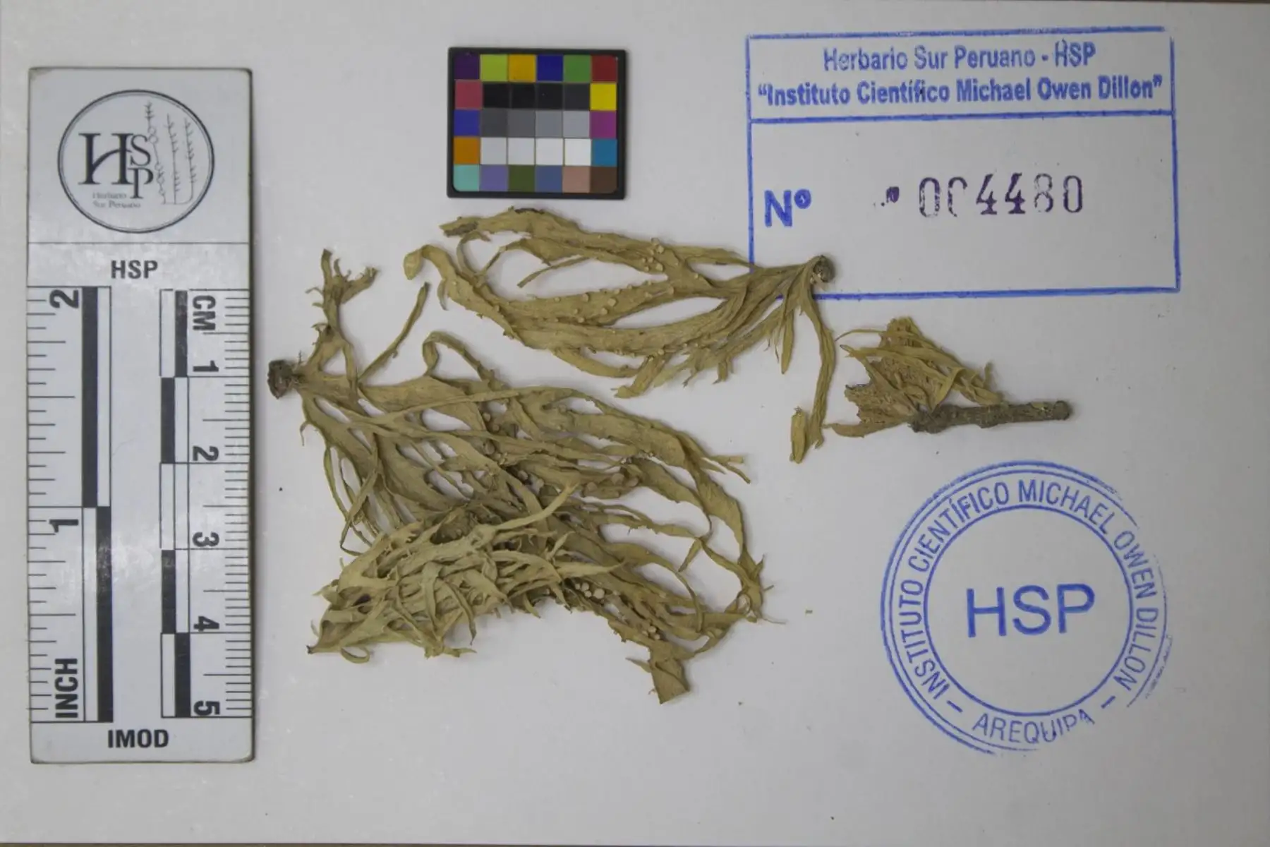 En el Perú existen 48 instituciones científicas depositarias de material biológico que promueven  elconocimiento de diversidad biológica del país, informó el Serfor. ​ANDINA/Difusió