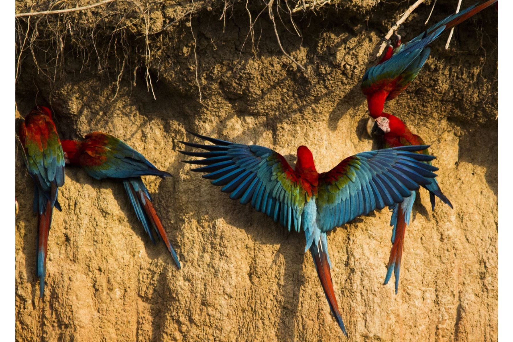 Con 1,351 especies registradas y cientos de participantes, el Perú logró una cifra récord de registro de aves y recuperó así el liderazgo en esta competencia internacional luego de 3 años.