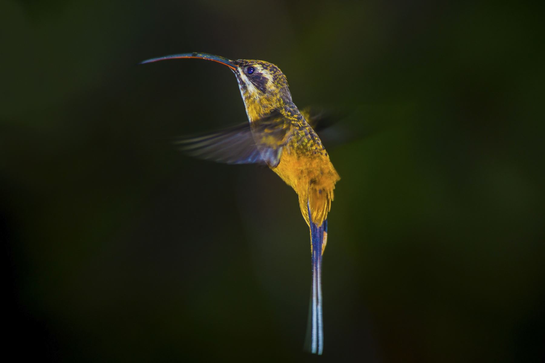 Perú ratifica que es uno de los principales destinos para avistamiento de aves en el mundo