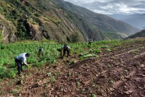 Destrucción de plantones de marihuana en la región La Libertad. Foto: ANDINA/Difusión