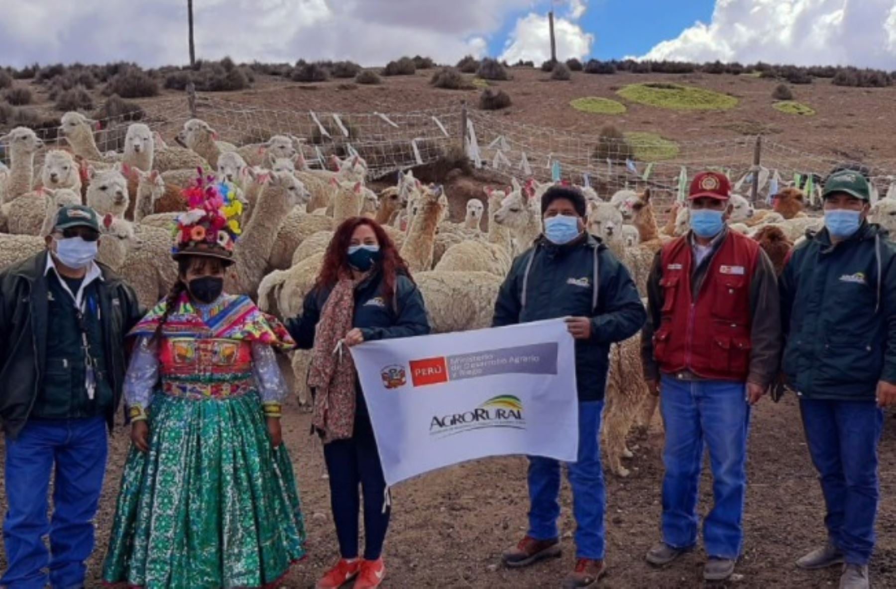 Agro Rural inicia campaña para proteger 300,000 cabezas de ganado de las heladas en la región Moquegua