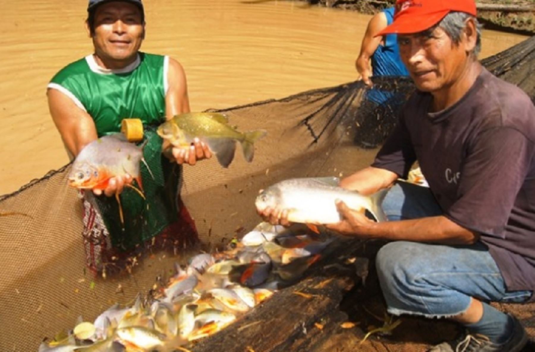 El Instituto de Investigaciones de la Amazonía Peruana transfiere alevinos de peces oriundos de la Amazonía a piscicultores que lo usan para su consumo directo y para expender a los pobladores de la zona. Así se promueve el consumo de carne de pescado con alta proteína para combatir la anemia y la desnutrición, así como diversificar las actividades agropecuarias en las cinco regiones donde el IIAP tiene sedes. Foto: IIAP