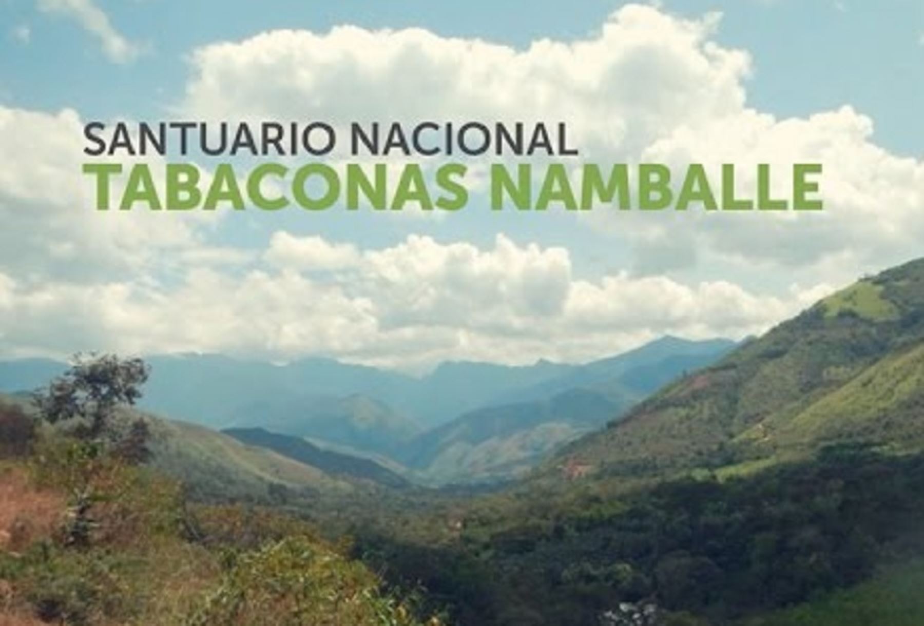 El Santuario Nacional Tabaconas Namballe cumple hoy 33 años conservando un ecosistema único y poco frecuente en el Perú como es el páramo, hábitat de especies como el oso de anteojos u oso andino y el tapir de altura.