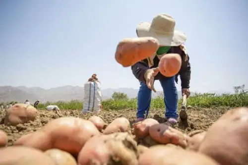 Agricultor. Foto: ANDINA/Difusión