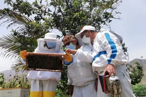 SENASA aplica estrategias sanitarias para resguardar producción apícola en 22 regiones. Foto: Difusión