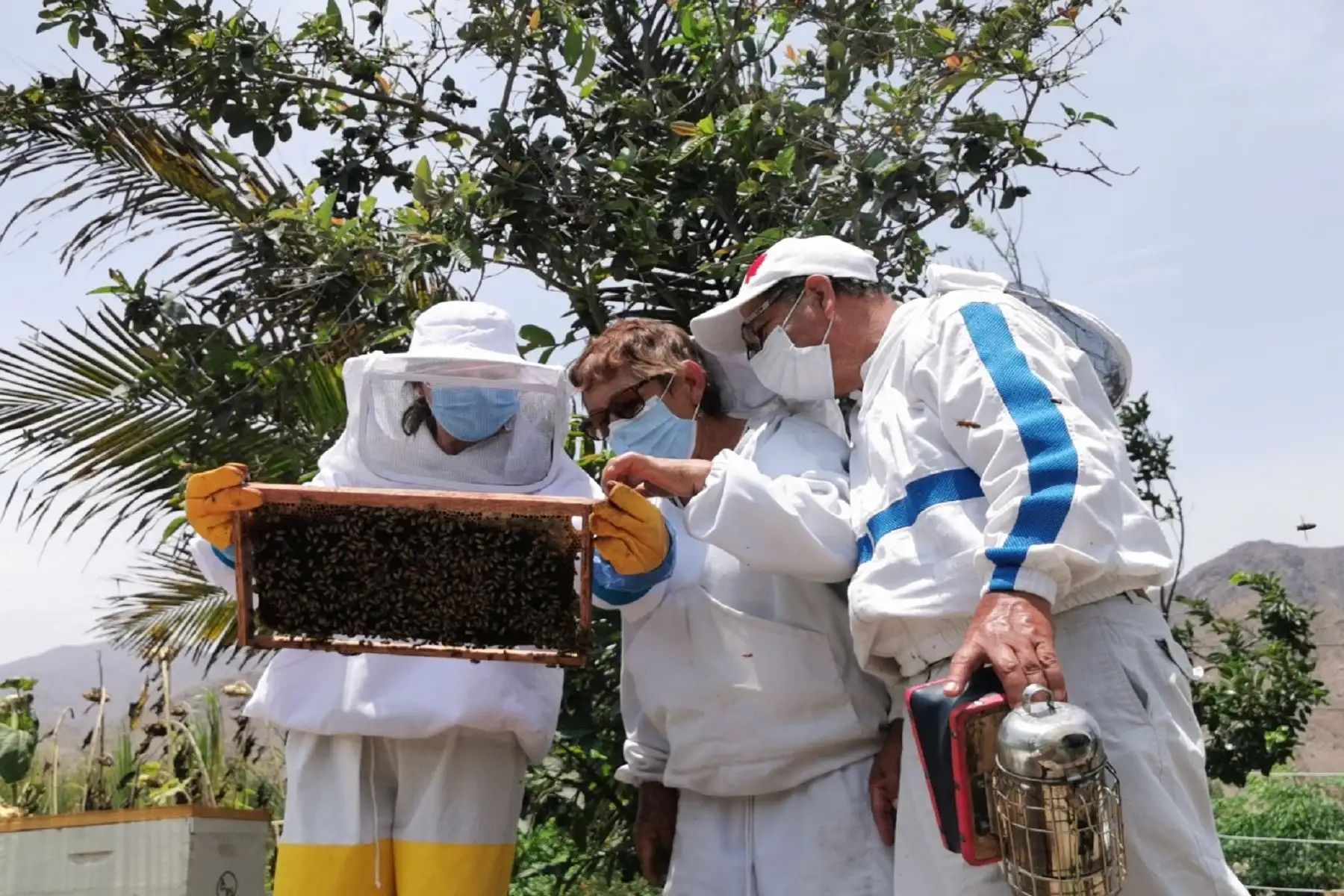 SENASA aplica estrategias sanitarias para resguardar producción apícola en 22 regiones. Foto: Difusión
