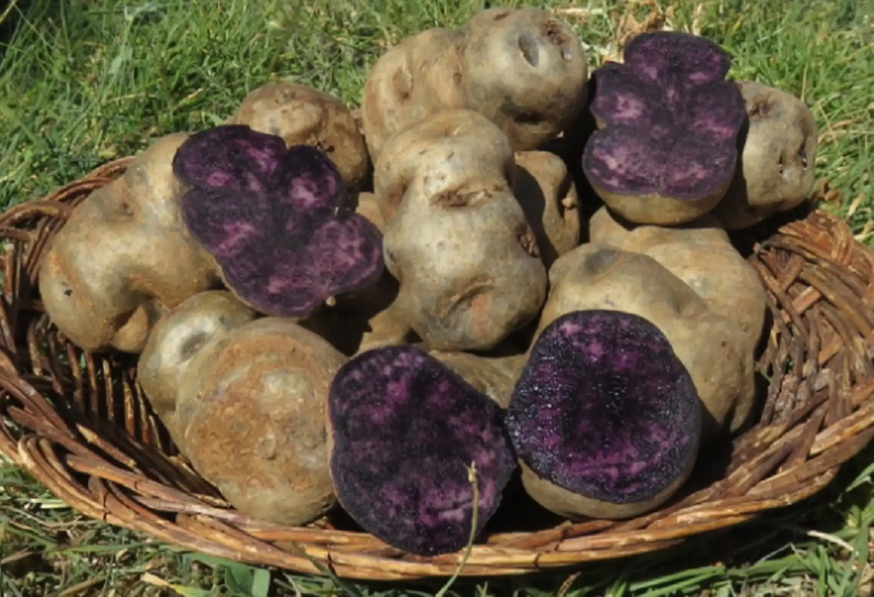 Por su buena composición genética, estas semillas de papa producidas por el INIA brindan frutos con altas concentraciones de hierro, zinc y potasio que son ideales para combatir la desnutrición, así como adecuadas cantidades de compuestos orgánicos y bioquímicos que favorecen a la prevención de la degeneración celular y tipos de cáncer.