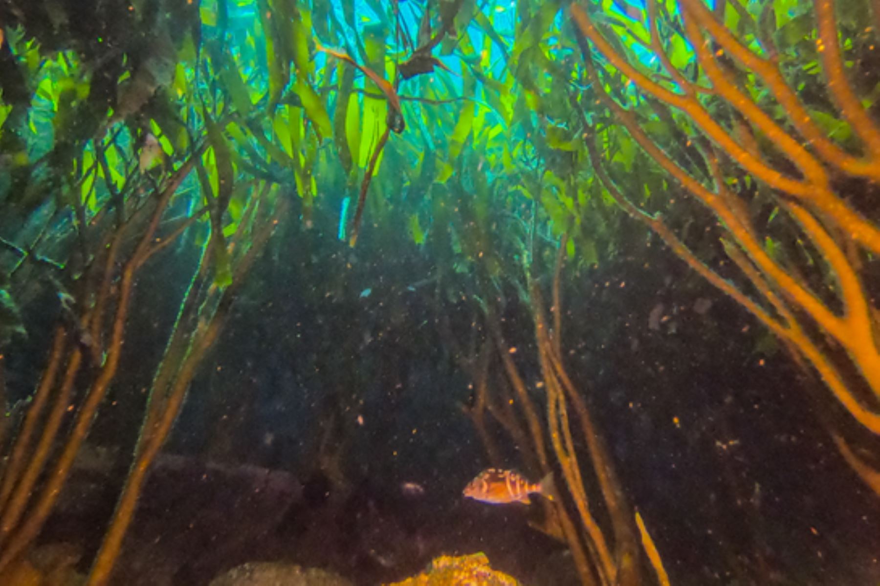 El Imarpe ejecutó el proyecto Kelper “Estructura, conectividad y resiliencia en un ecosistema de algas explotado: hacia una gestión pesquera sostenible basada en el ecosistema”. Foto: ANDINA/Imarpe