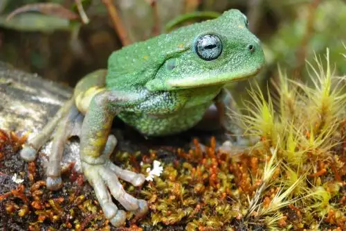 Suman 51 las nuevas especies descubiertas en 19 áreas naturales protegidas del Perú durante los últimos 11 años. ANDINA/Difusión