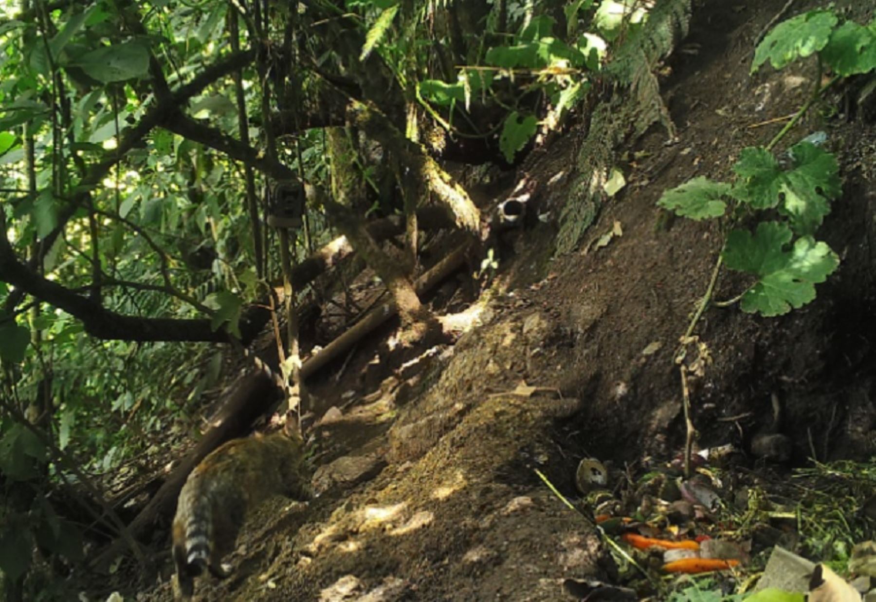 Por primera vez se realizó el registro en cámara de un ocelote, conocido también como tigrillo, en el Santuario Histórico de Machu Picchu, convirtiéndose así en el segundo lugar de mayor altitud en el que se encuentra esta especie de felino silvestre en el Perú. Foto: Sernanp
