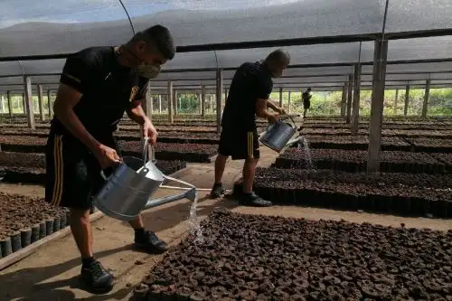 Un total de veinte soldados apoyan en la preparación de 6 millones de plantones de especies forestales en el vivero agroforestal Ahuashiyacu,