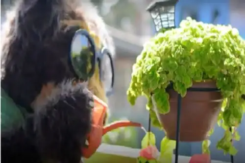 A través de los videos en quechua el Minam exhorta  a la ciudadanía para que practique y refuerce sus conductas responsables con la protección de la flora y fauna.ANDINA/Difusión