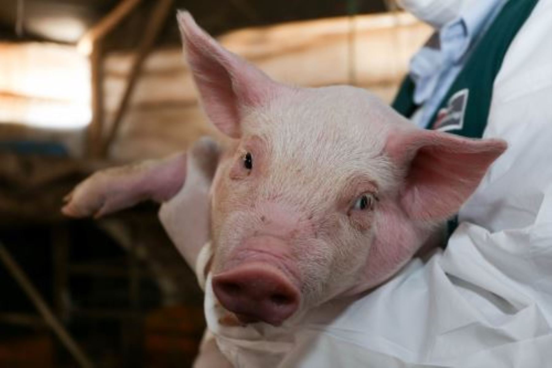 La peste porcina africana podría generar graves pérdidas económicas en América, alertan autoridades sanitarias y de agricultura. ANDINA/archivo