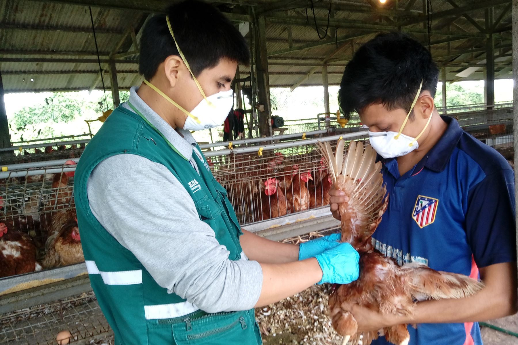 Senasa confirmó los primeros casos de influenza aviar en aves domésticas al detectarse un brote en el centro poblado Gallito, en Lambayeque. ANDINA/archivo