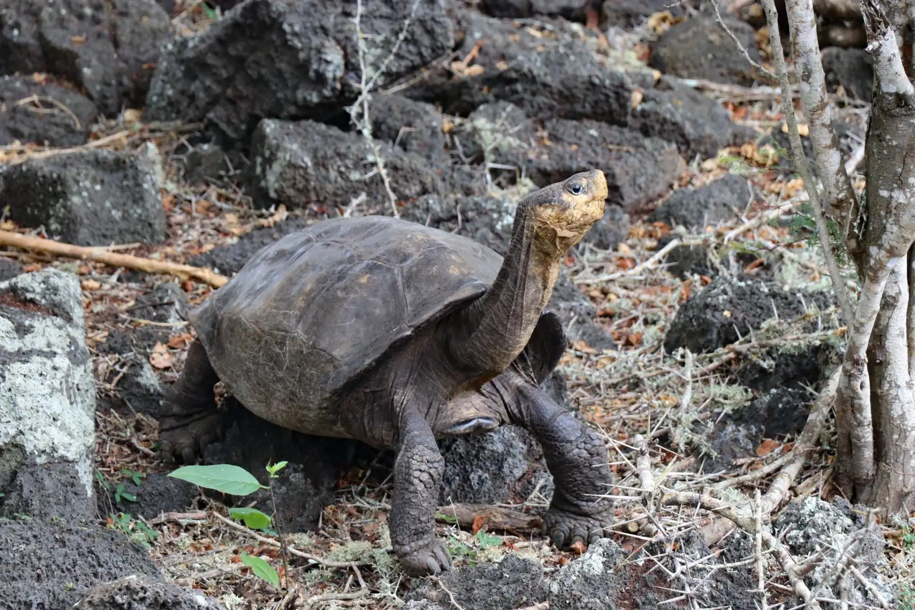 Encuentran tortuga en Galápagos que se creía extinguida hace más de cien años.