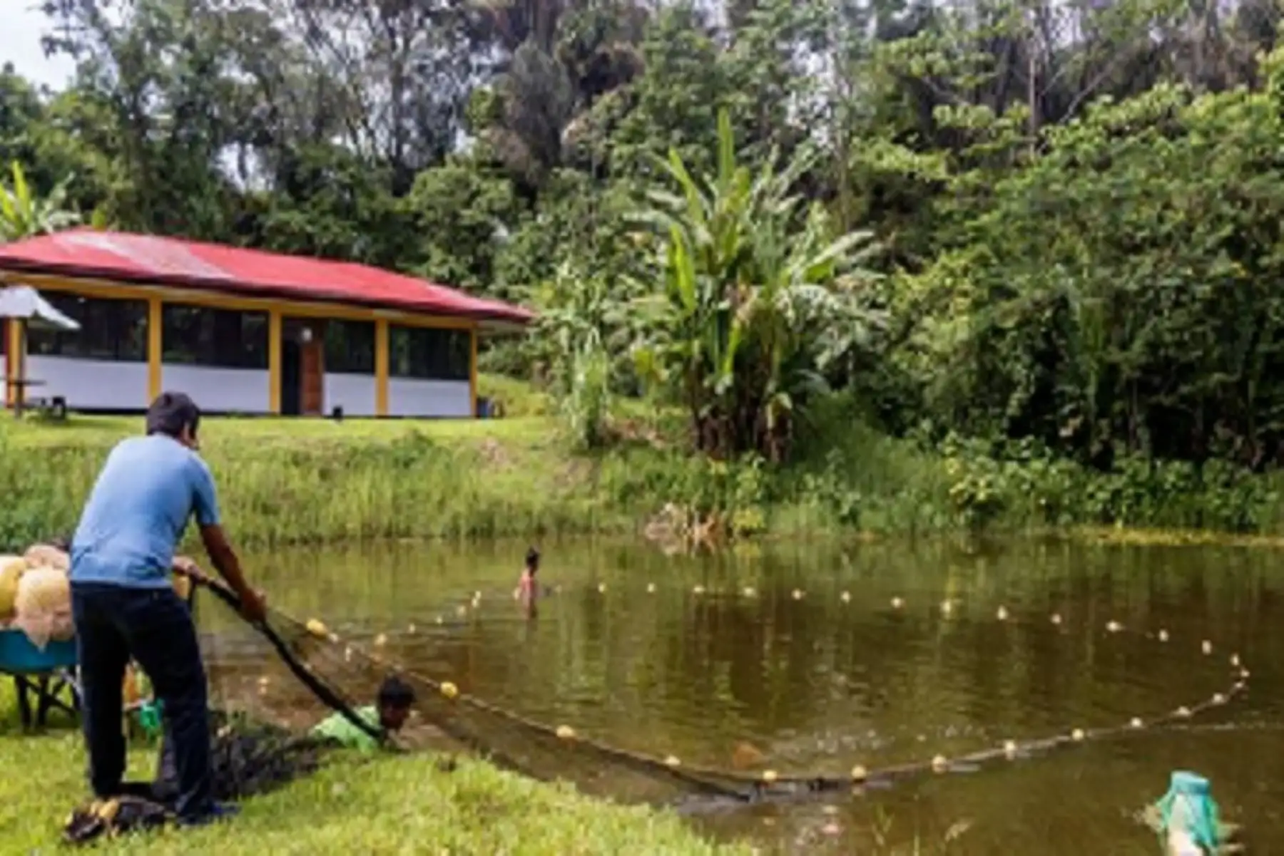 Alrededor de 80 mil toneladas de pescado en la Amazonía son dirigidas al consumo y comercio local.