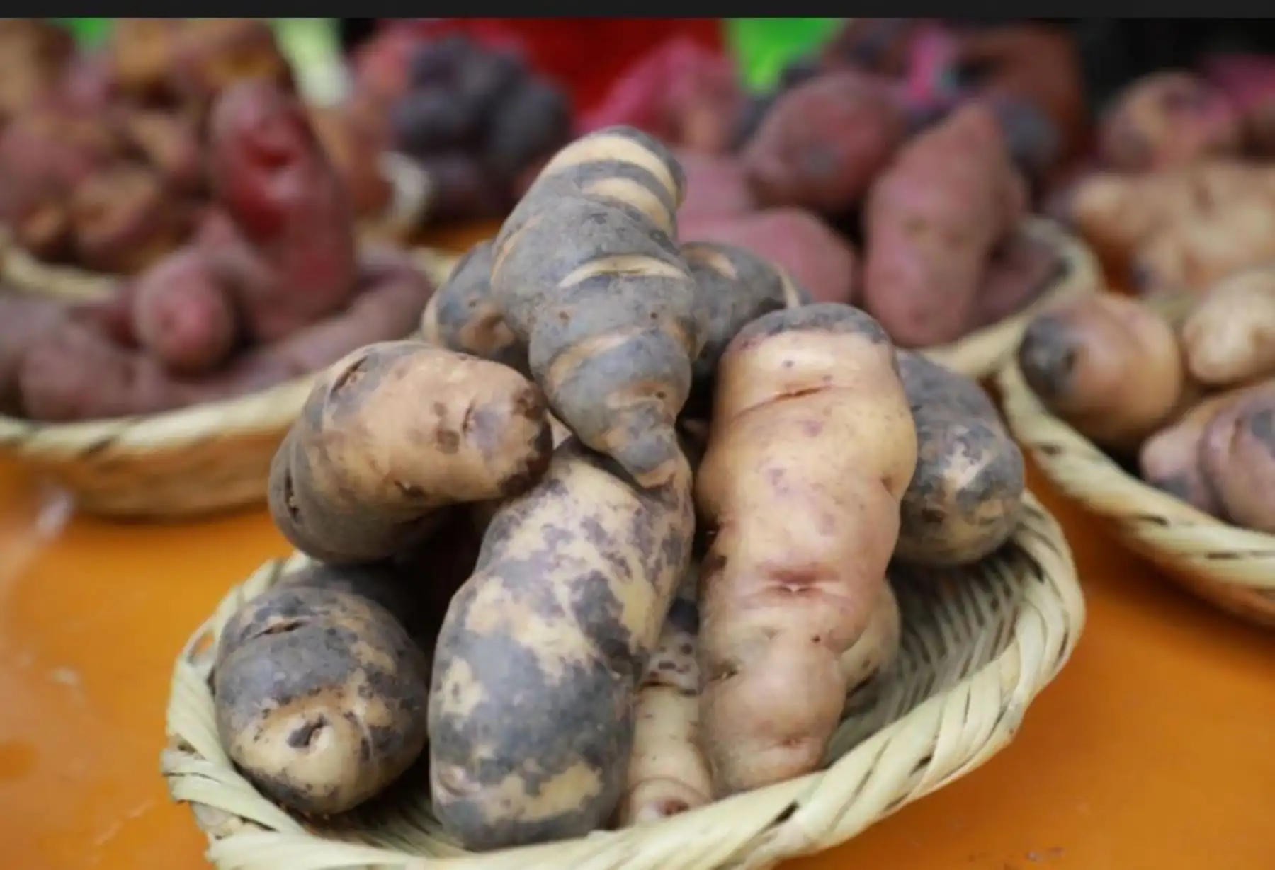 Productores de Tarma, región Junín, conservan la alta calidad genética de papa nativa con apoyo del INIA.