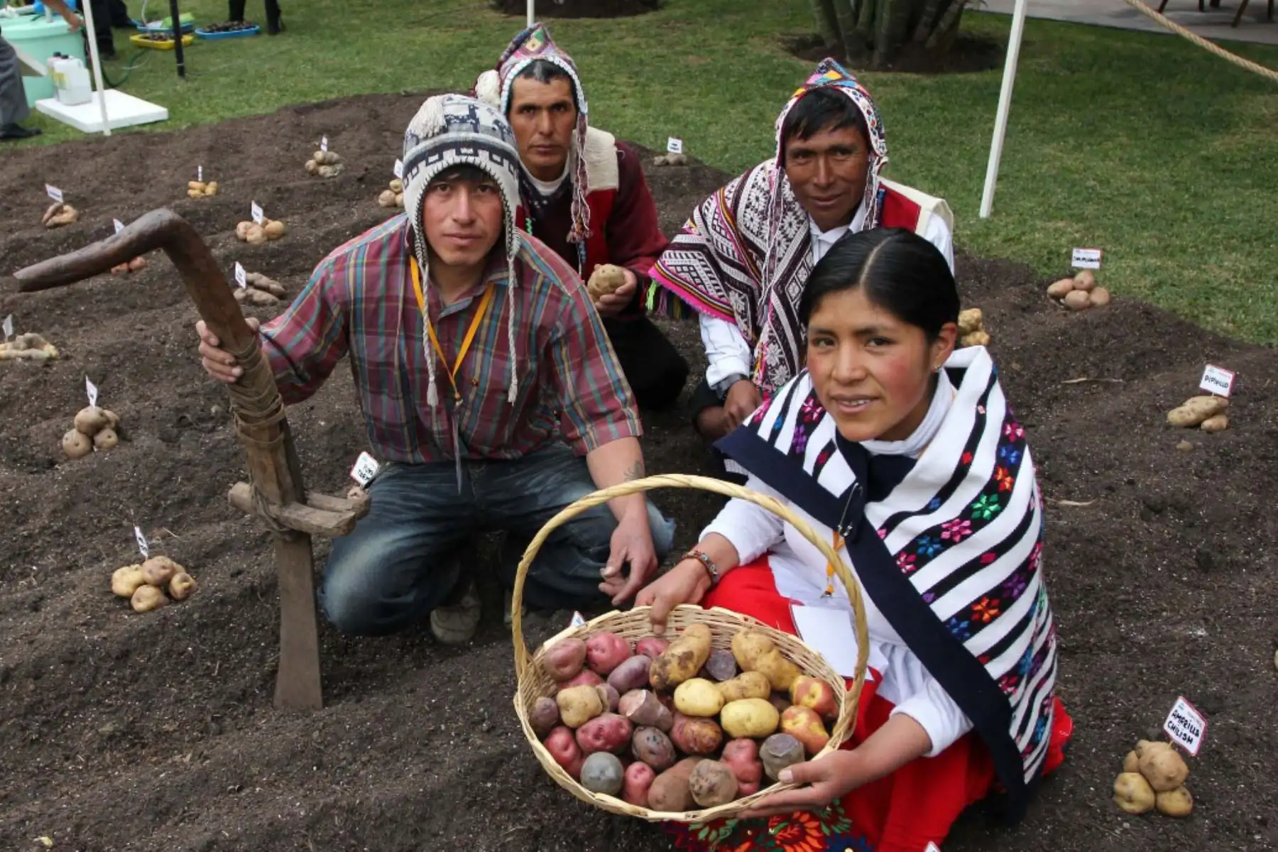 Con motivo del Día Nacional de la Papa se desarrollarán diversas actividades hasta el 29 de mayo, en la región Junín. Foto: ANDINA/Midagri