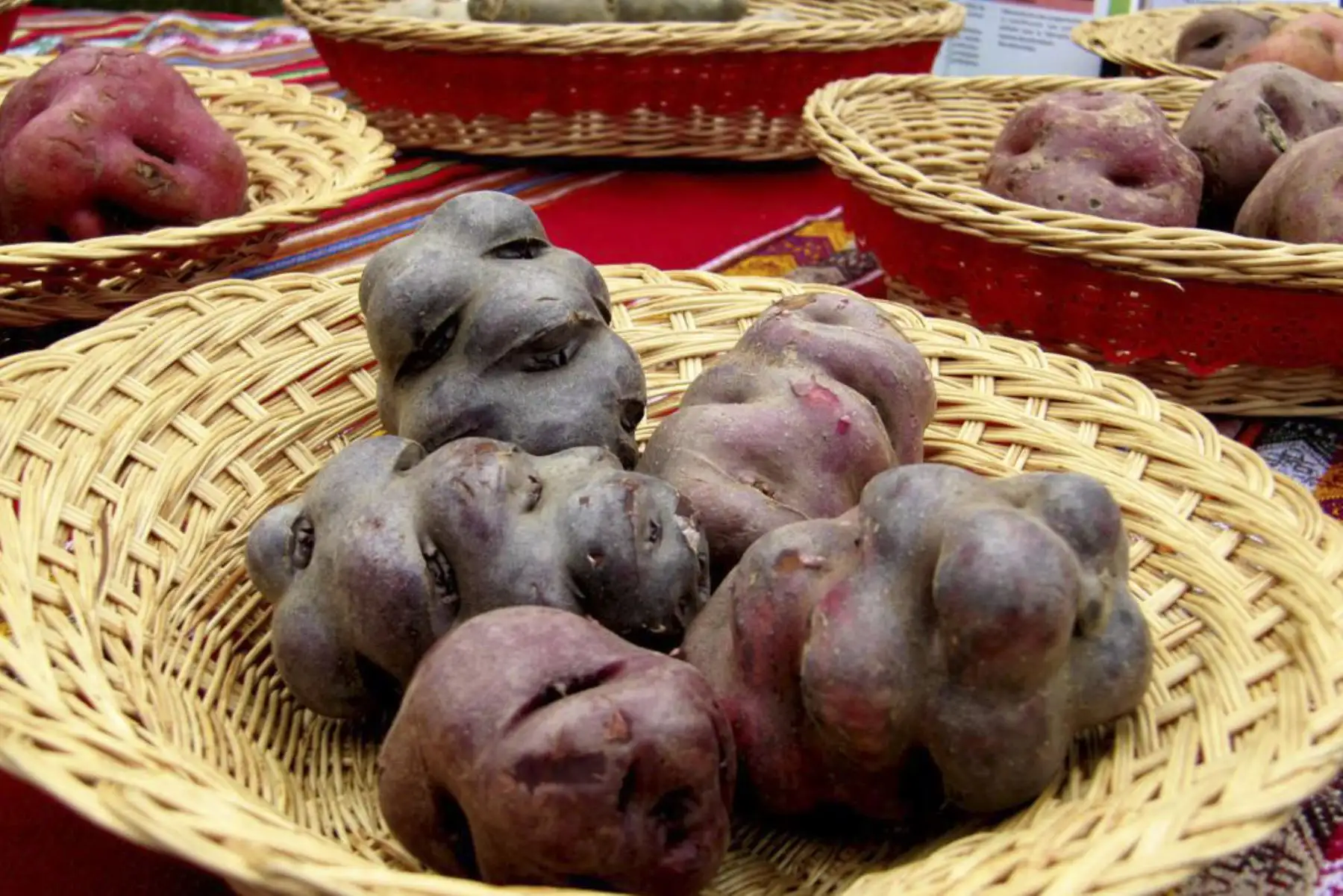 Los nutricionistas recomiendan comer la papa con cáscara para aprovechar al máximo sus beneficios para la salud. Foto: ANDINA/difusión.