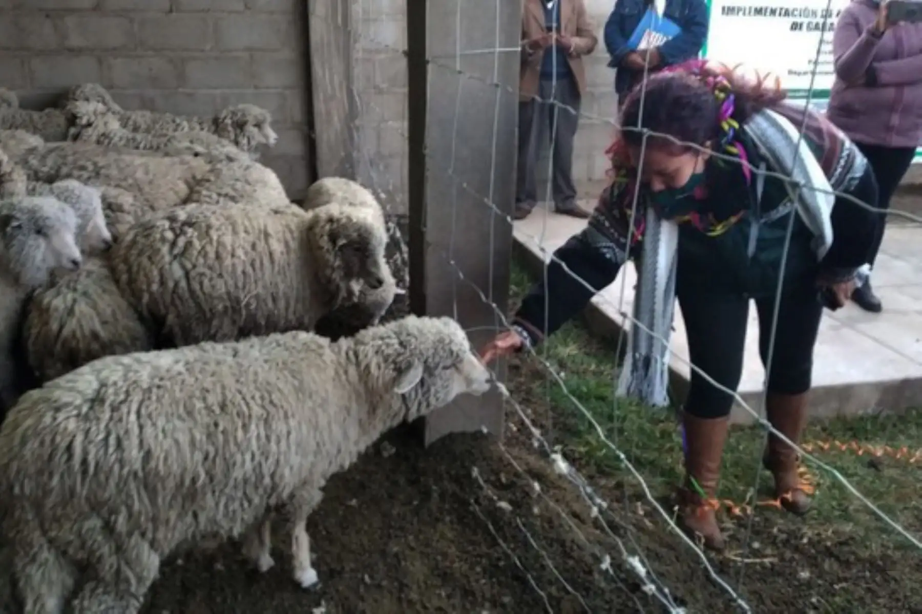 La directora ejecutiva de Agro Rural, Roxana Orrego, señaló que ya se han distribuido 854 cobertizos para proteger al ganado. Foto: ANDINA/Agro Rural