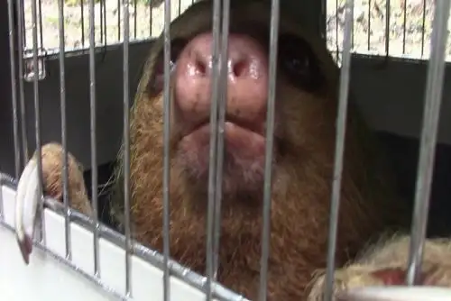 La principal amenaza del oso perezoso es la pérdida de hábitats naturales y la caza a la que son sometidos para ser comercializados en su gran mayoría, como mascotas.