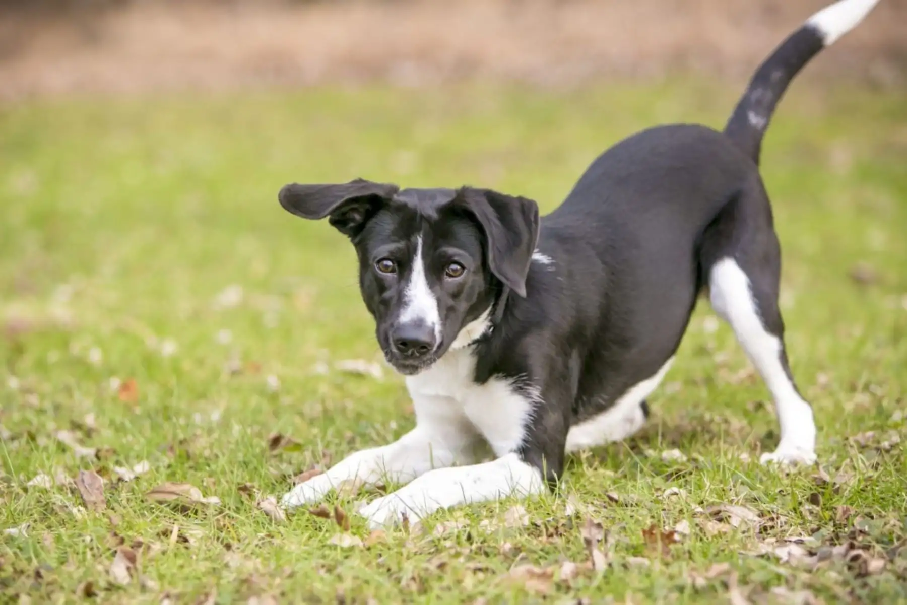 Los perros mestizos tienen el mismo encanto que los considerados de raza pura, y un número elevado de ellos necesita un hogar, pero son rechazados por no ser de raza.
