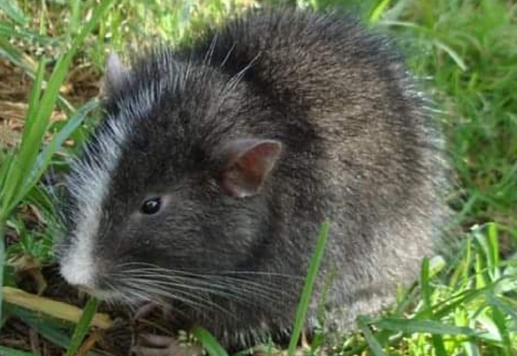 Especialistas del Santuario Histórico de Machu Picchu registraron a la rata silvestre chinchilla (Cuscomys Oblativus), especie que ya se creía extinta.