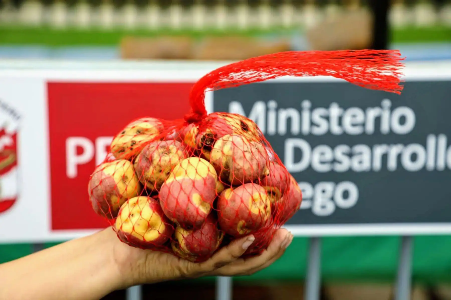 En la víspera del Día Nacional de la Papa , El ministerio de Agricultura a través  de Agro Rural  promueve los mercados Midagri que muestra distintas variedades del tubérculo bandera. Foto: Midagri