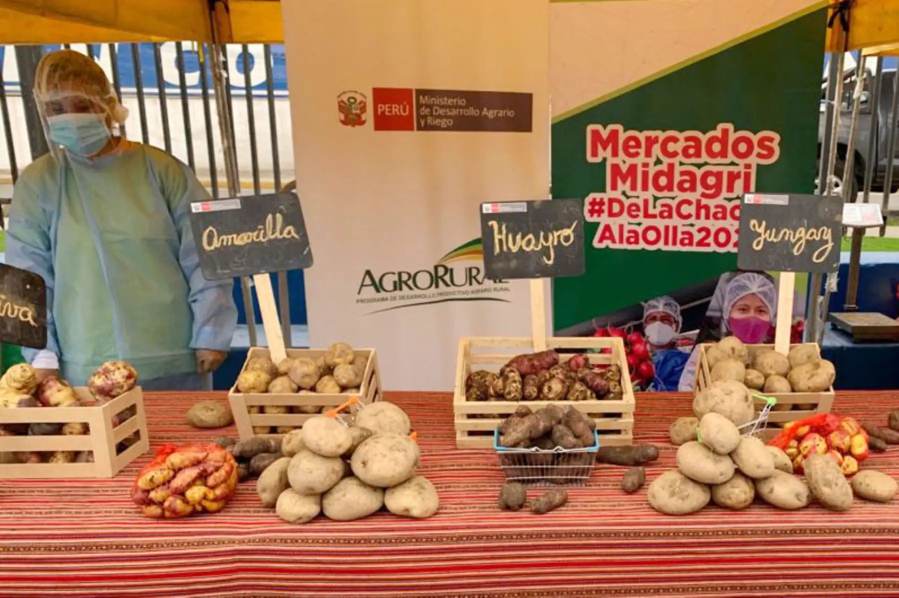 En la víspera del Día Nacional de la Papa , El ministerio de Agricultura a través  de Agro Rural  promueve los mercados Midagri que muestra distintas variedades del tubérculo bandera. 
Foto: Midagri
