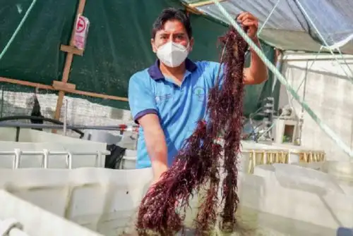 Gracias a su alto valor nutricional y su contenido de vitaminas, proteínas, fibras y ácidos grasos esenciales, el consumo del yuyo y algas marinas se convierte hoy en día en una alternativa saludable de alimentación para los hogares, por su fácil conservación y delicioso sabor.