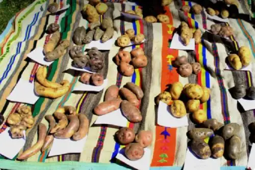Día Nacional de la Papa: áreas naturales protegidas aportan al país una gran variedad