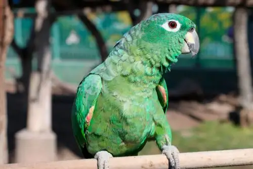 Día Mundial del Loro. Foto: ANDINA/Parque de las Leyendas