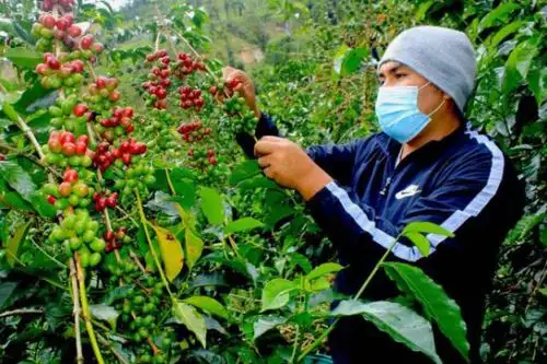Devida acompaña a los caficultores a lo largo del proceso de cosecha, con el fin de garantizar la calidad del producto. Foto: ANDINA/Devida