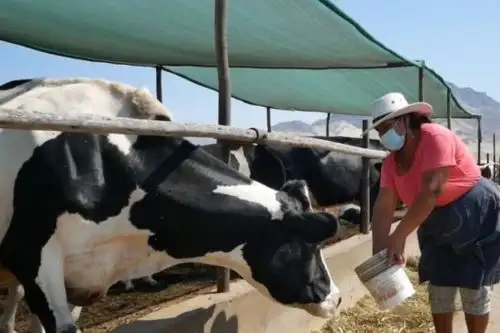 Foto: ANDINA/difusión.