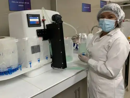 Un proyecto de investigación en Arequipa propone el uso de la técnica de inseminación artificial para mejorar la producción y calidad de ganado porcino. ANDINA/DifusiónUn proyecto de investigación en Arequipa propone el uso de la técnica de inseminación artificial para mejorar la producción y calidad de ganado porcino. ANDINA/Difusión