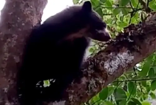Un corto video que registra a un intrépido oso de anteojos u oso andino trepando un árbol en las inmediaciones del Santuario Histórico de Machu Picchu volvió a causar sensación en las redes sociales. Imagen: Sernanp
