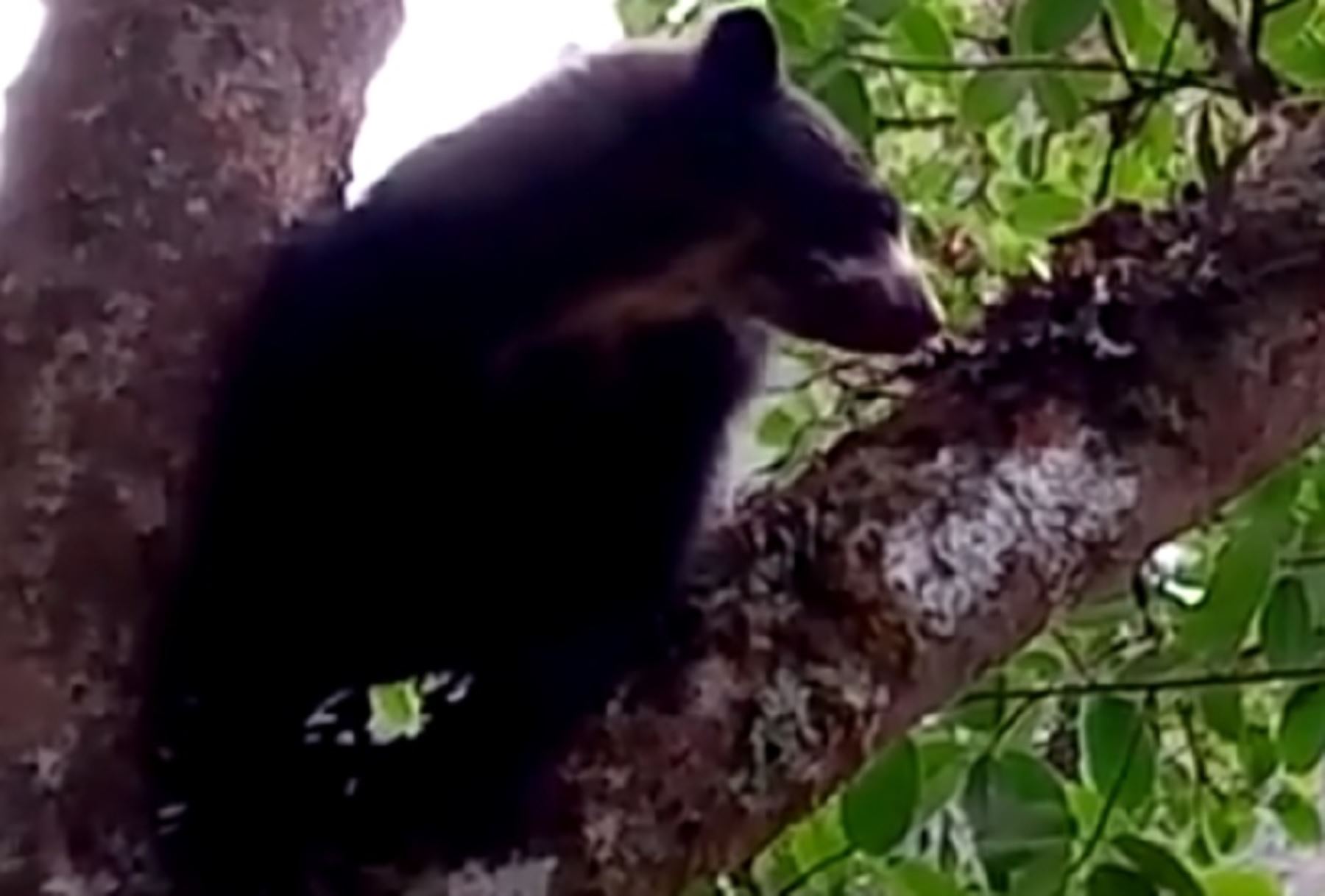 Un corto video que registra a un intrépido oso de anteojos u oso andino trepando un árbol en las inmediaciones del Santuario Histórico de Machu Picchu volvió a causar sensación en las redes sociales. Imagen: Sernanp