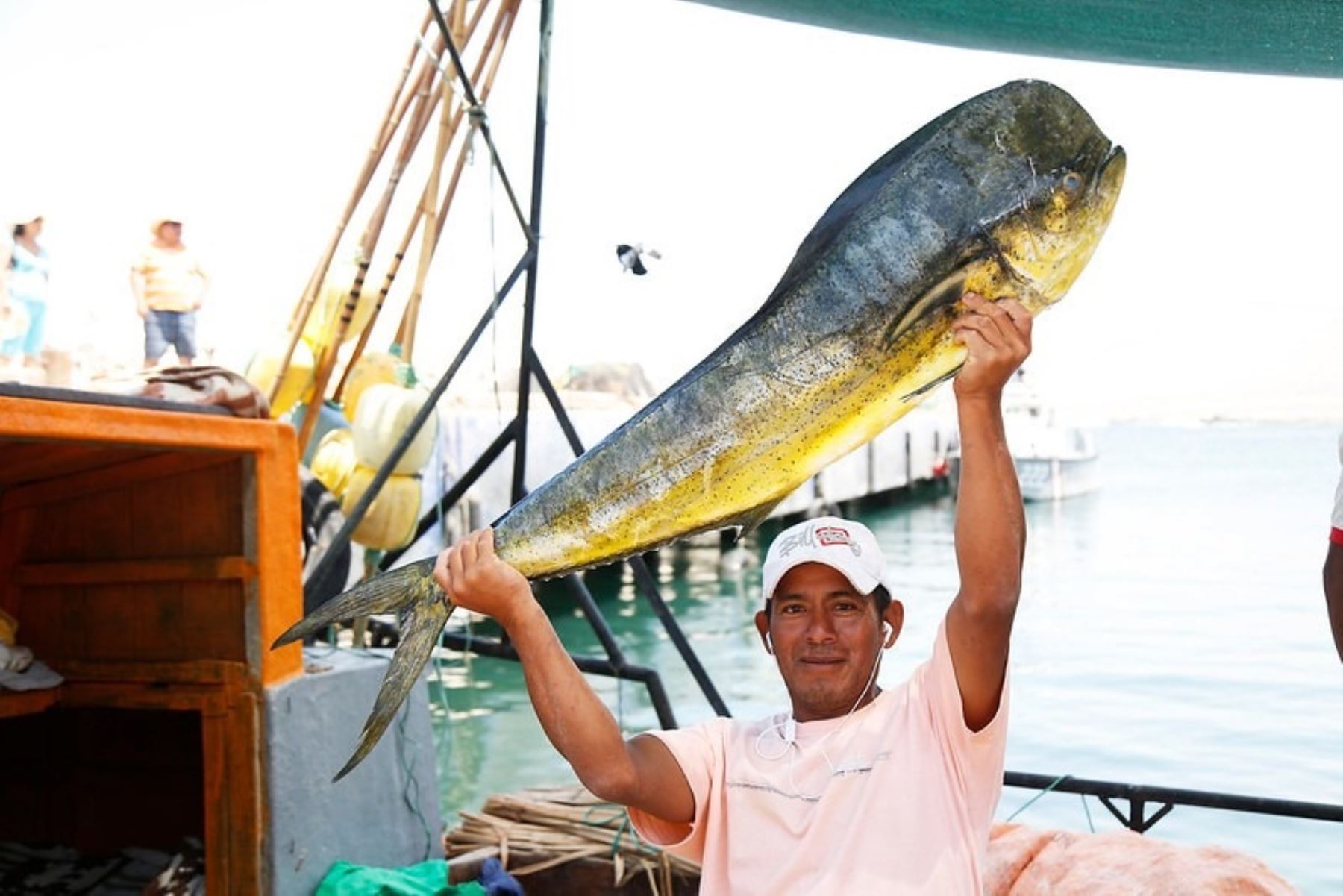 Perico, una de las principales especies en la pesca peruana. Foto: Cortesía.