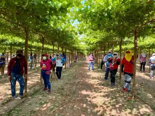 Cerca de medio millón de trabajadores agrarios se beneficiaron con operativos de Sunafil