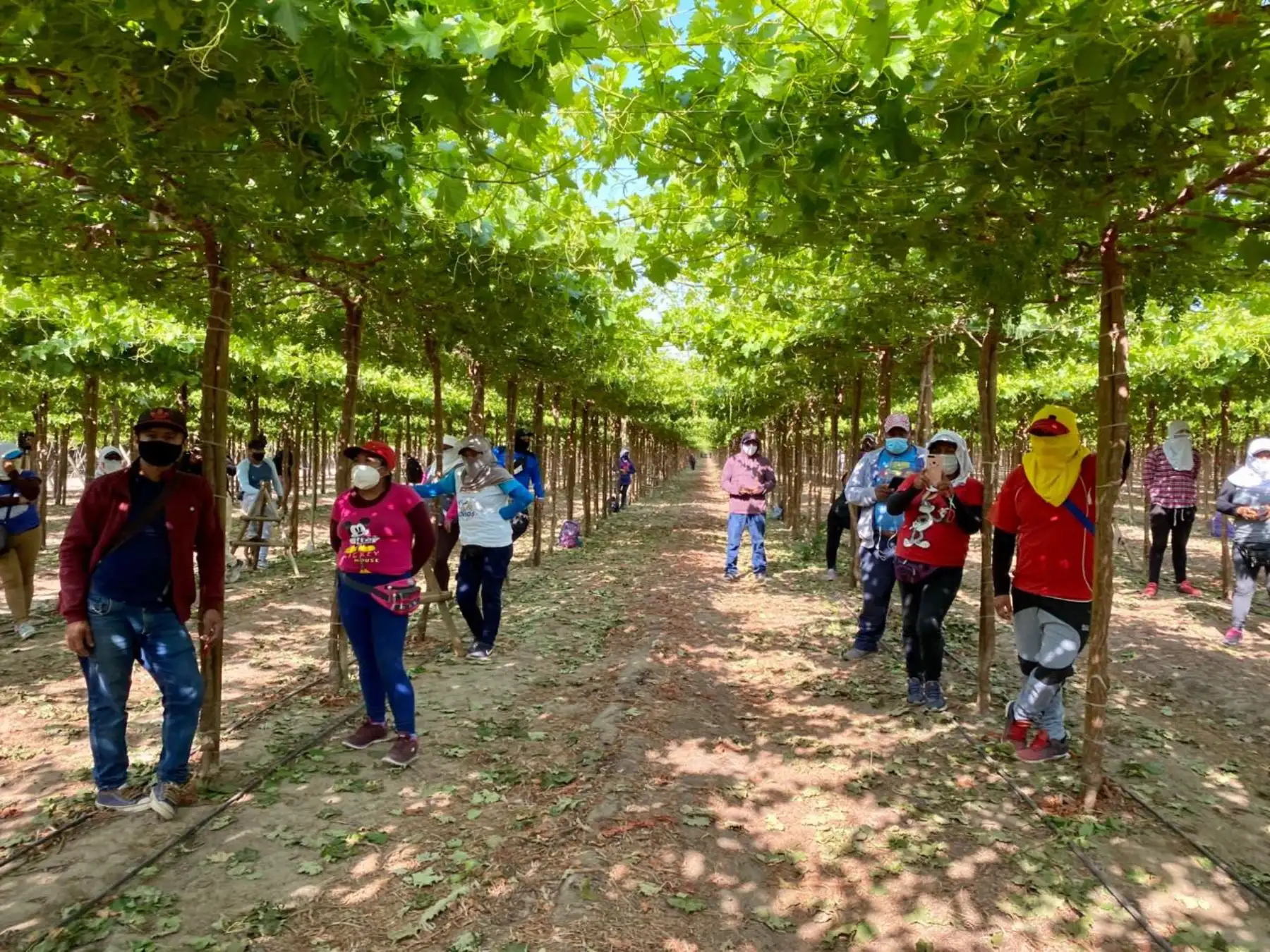 Cerca de medio millón de trabajadores agrarios se beneficiaron con operativos de Sunafil