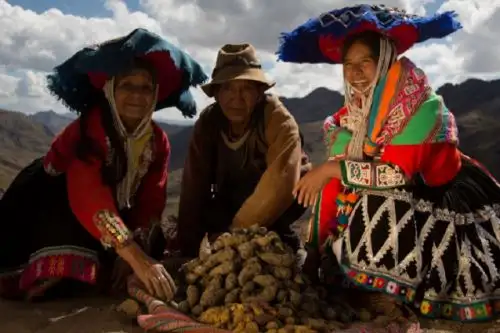 En los alrededores de la montaña Vinicunca, conocida como la montaña Arco Iris, a 3,800 metros sobre el nivel del mar en la región Cusco, una comunidad ha recuperado del olvido cinco variedades de mashua, un superalimento con propiedades nutritivas y medicinales muy valoradas desde tiempos ancestrales. Foto: Jasmín Ramírez Romero/PNUD Perú