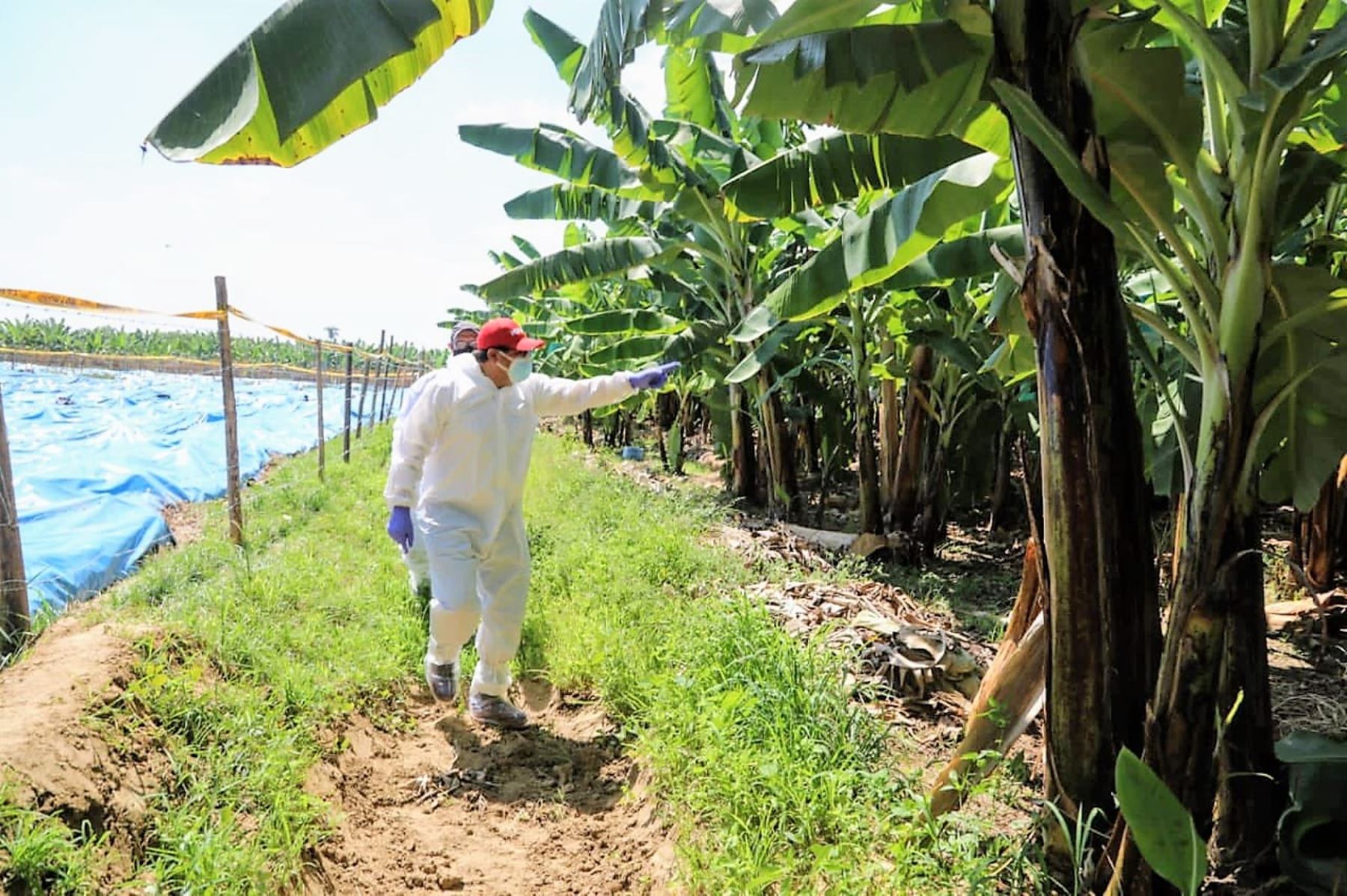 El titular del Midagri, Federico Tenorio, inspeccionó cultivos de plátano en Querecotillo, región Piura. Foto: Midagri/Difusión.