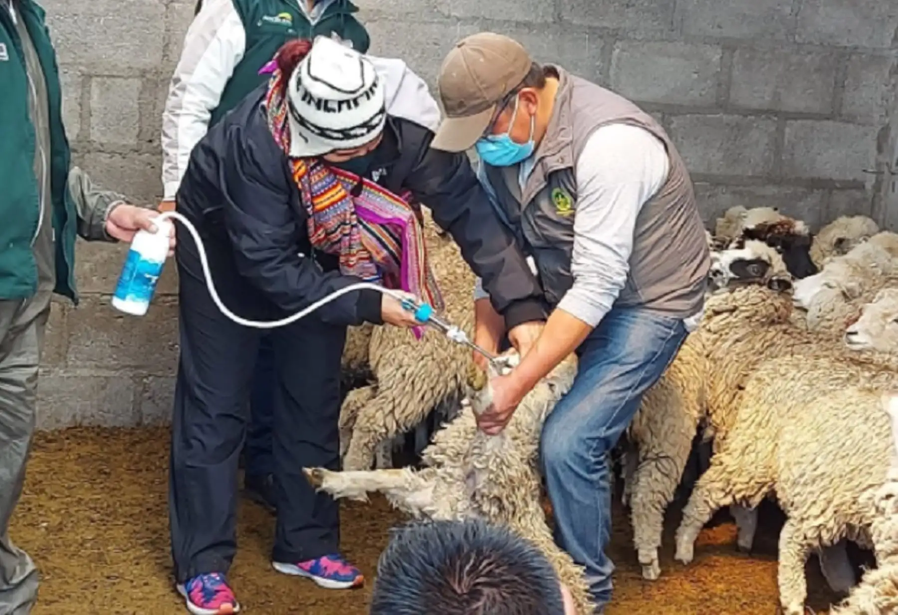 Como parte de las acciones enmarcadas en el Plan Multisectorial ante Heladas y Friaje 2019-2021, actualizado al 2020, Agro Rural, unidad ejecutora del Ministerio de Desarrollo Agrario y Riego intensifica las acciones de aplicación de kits veterinarios y construcción de cobertizos para proteger a 112,600 cabezas de ganado en Junín. Foto: Agro Rural/Midagri