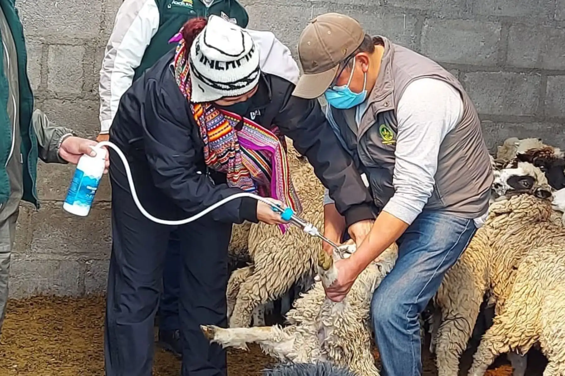 Agro Rural, unidad ejecutora del Ministerio de Desarrollo Agrario y Riego intensifica las acciones de aplicación de kits veterinarios y construcción de cobertizos para proteger a 112 600 mil cabezas de ganado en Junín. 
Foto: Midagri