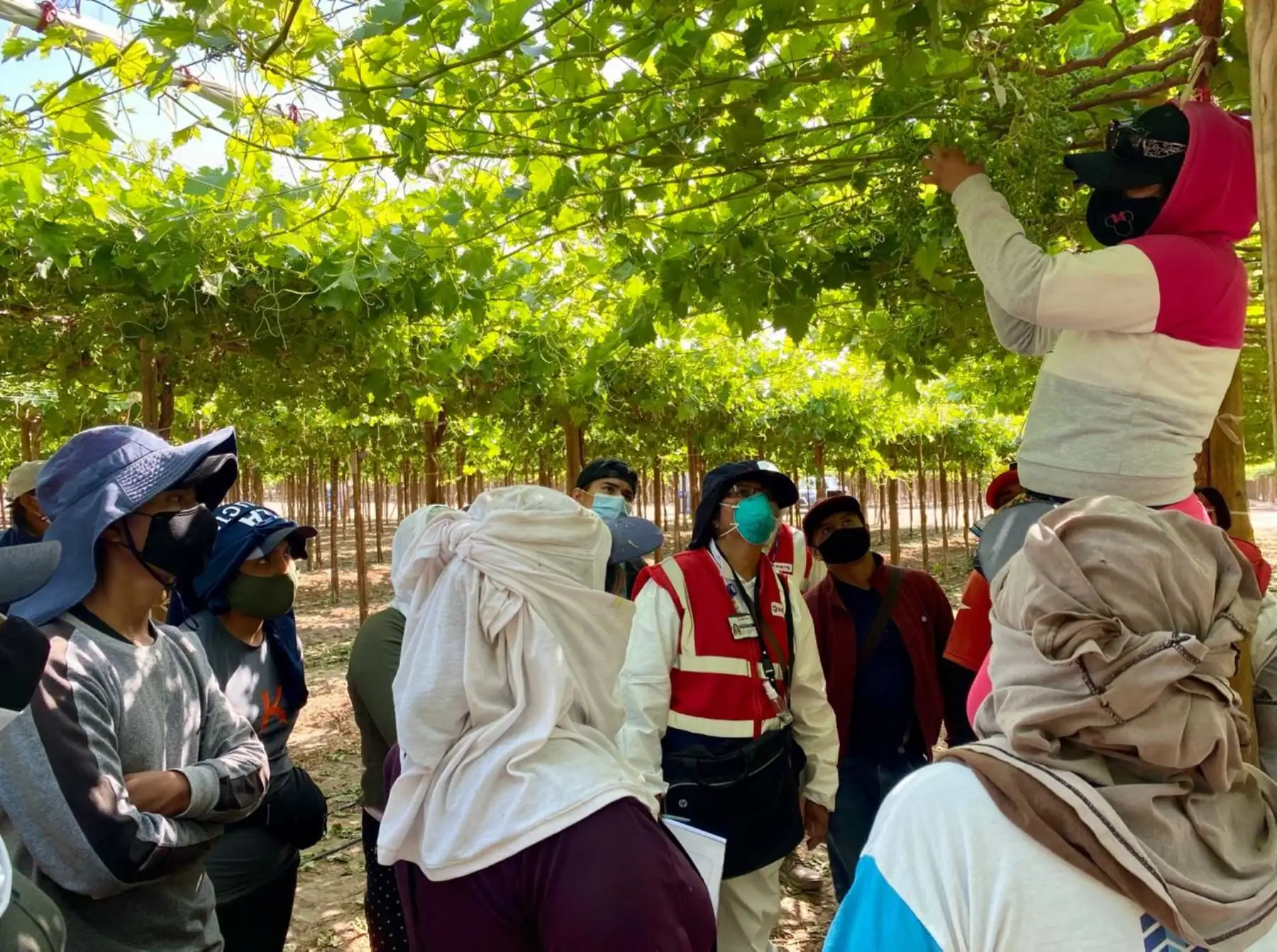 Mas de 180 mil trabajadores agrarios de Ica se beneficiaron con inspecciones de Sunafil