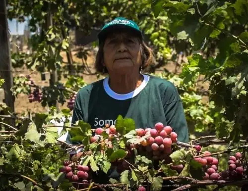 Senasa inicia acciones de control y erradicación de la mosca de la fruta en La Libertad. Objetivo es proteger y potenciar la fruticultura.