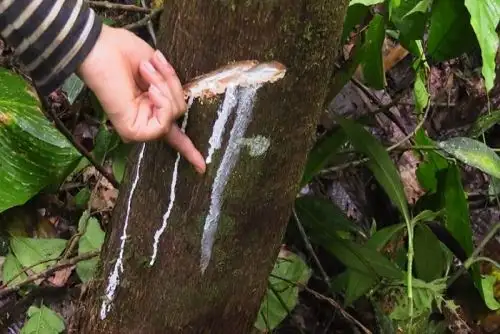 La producción sostenbile de la shiringa, el látex considerado el oro blanco de la Amazonía, se puede desarrollar en la ACR Cordillera Escalera. ANDINA/Difusión