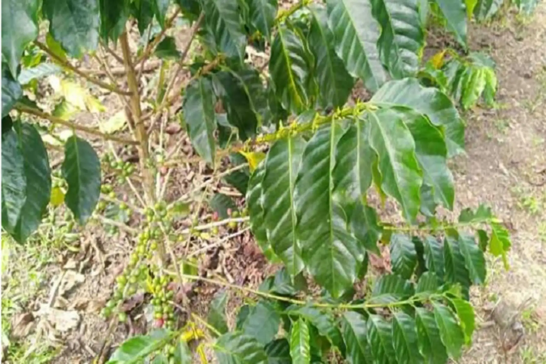 El Senamhi pronosticó lluvia de moderada a fuerte intensidad en la Selva desde el viernes 11 hasta el domingo 13 de junio.