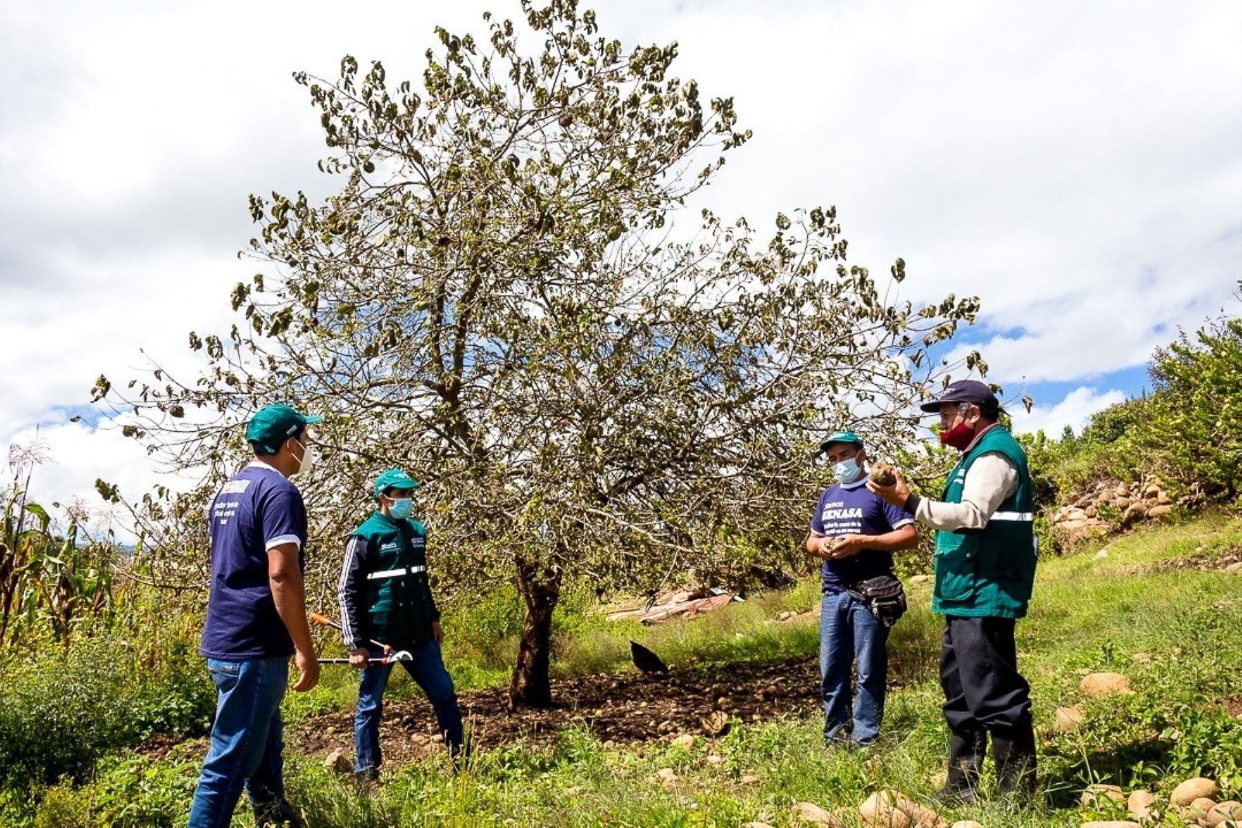 Senasa invierte S/ 35 millones en Cajamarca para financiar proyecto de erradicación de la mosca de la fruta en esa región. ANDINA/Difusión